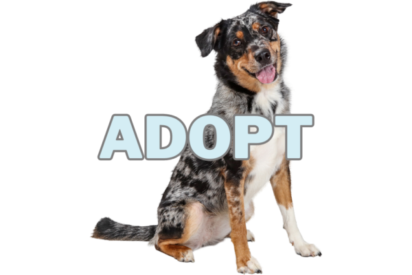 adopt an arnne dog