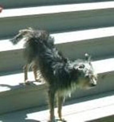 Terrier walking down deck steps.