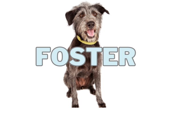 foster an arnne dog